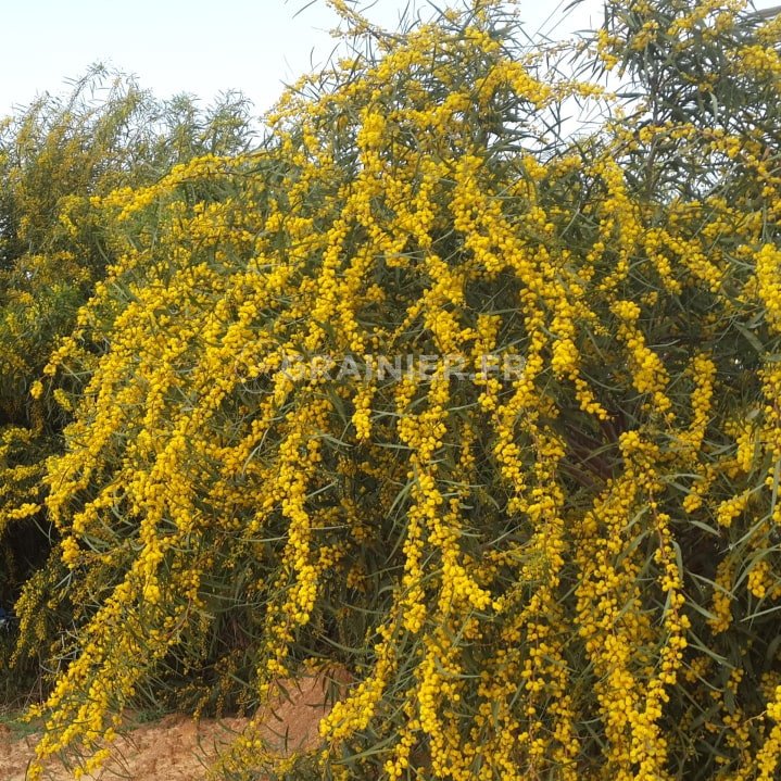 Acacia, Mimosa Saligna image